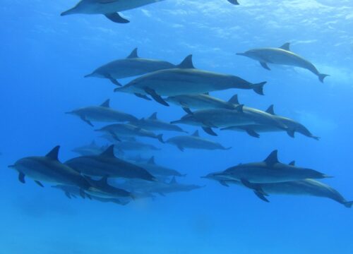 Sataya Dolphin Reef – Unvergesslicher Tagesausflug von Marsa Alam
