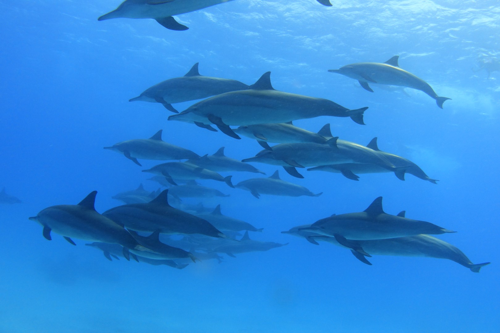 Sataya Dolphin Reef – Unvergesslicher Tagesausflug von Marsa Alam